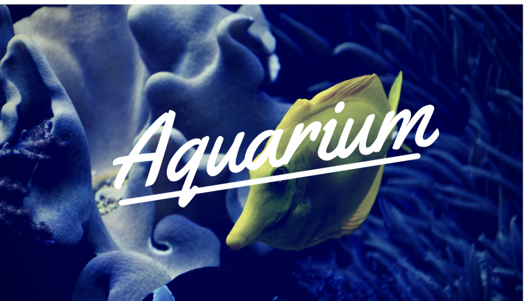 Aquarium.bg – всичко за акваристиката